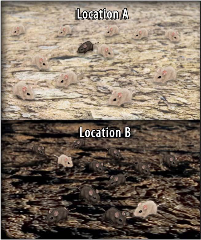 1 Location A: Number of mice with light-colored fur Location B: Number of mice with light-colored fur When all four illustration pages are
