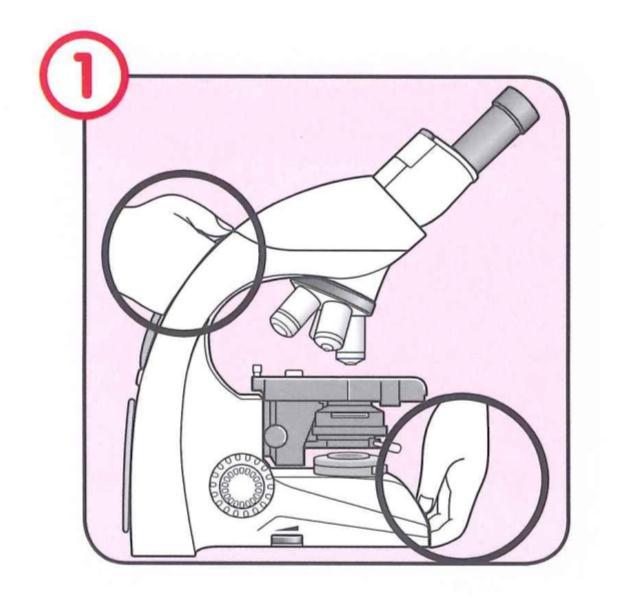 Marine Invertebrate Zoology Microscope Introduction Introduction A laboratory tool that has become almost synonymous with biology is the microscope.