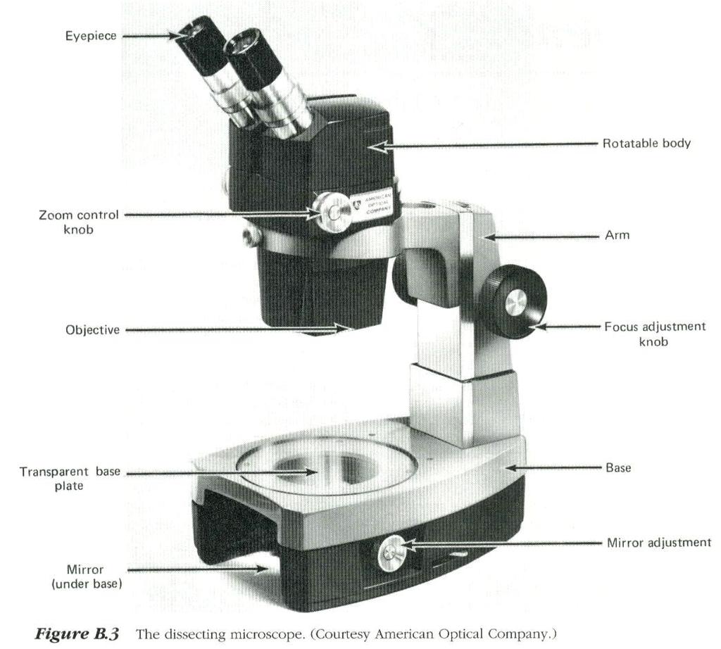 lens and the stage, allowing for manipulation and dissection of specimens.