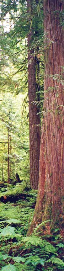 E N V I R O N M E N T Western Red Cedar s popularity dates back thousands of years to the Native Americans who first settled the Pacific Coast region of North America.