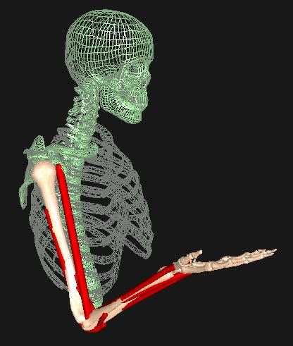 C. Skeletal dynamic models To model the dynamics of the skeletal system, we have developed the MMS software package [2].