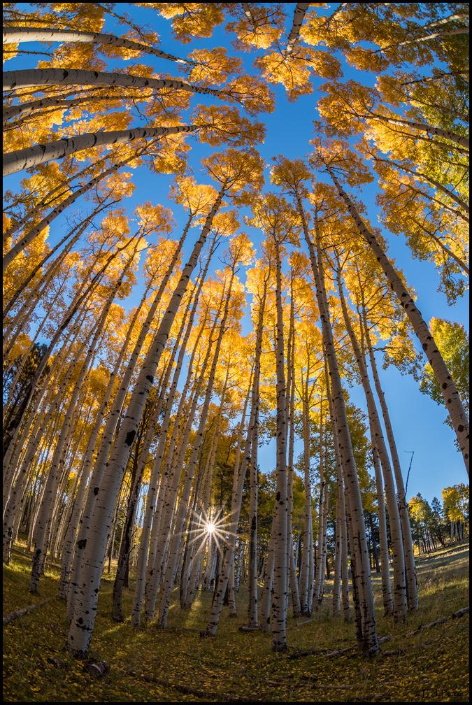 Creative Image #4: Bending Light Through Aspens After taking the Straight Up Aspens shot a glimmer of light blinded my left eye. It was the sun poking through the trees.
