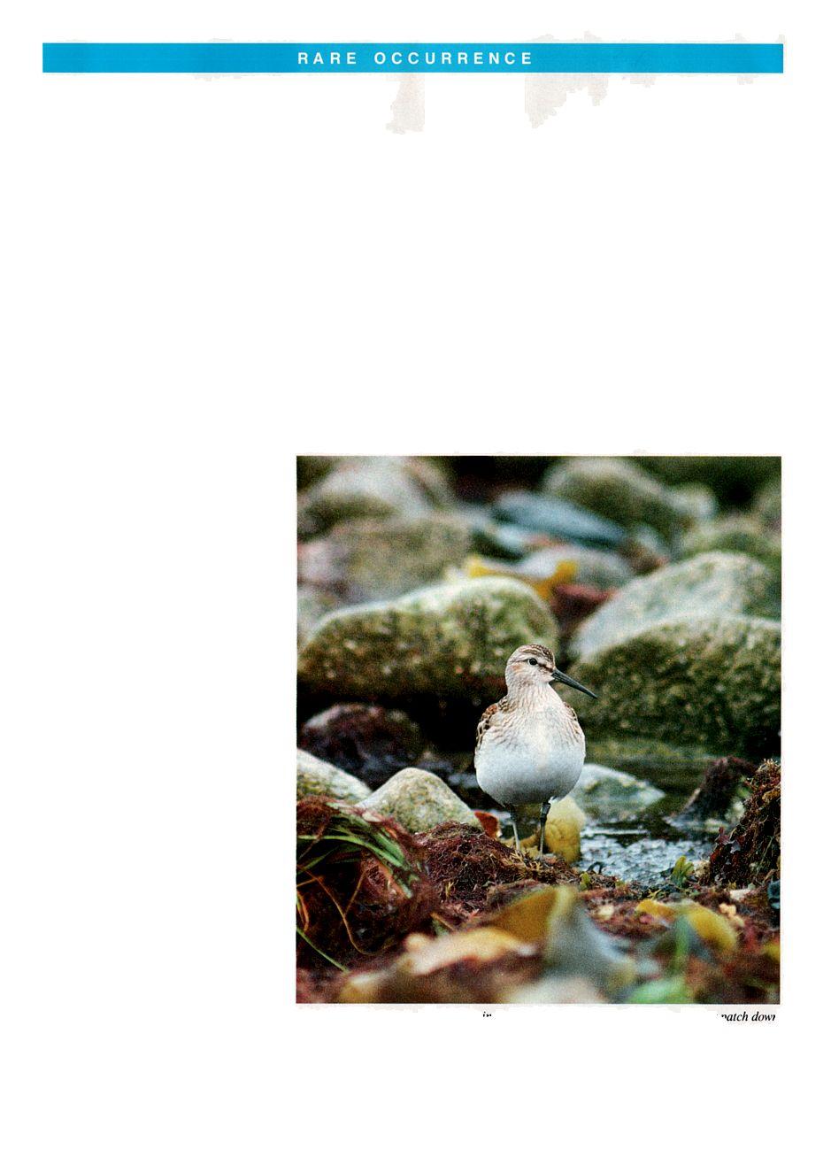 RARE OCCURRENCE Juvenile Cox's Sandpiper (CMidris paramelanotos in Massachusetts, a first New World occurrence and a hitherto undescribed plumage N SEPTEMBER 21, 1987, AT DUX- bury Beach in Plymouth,