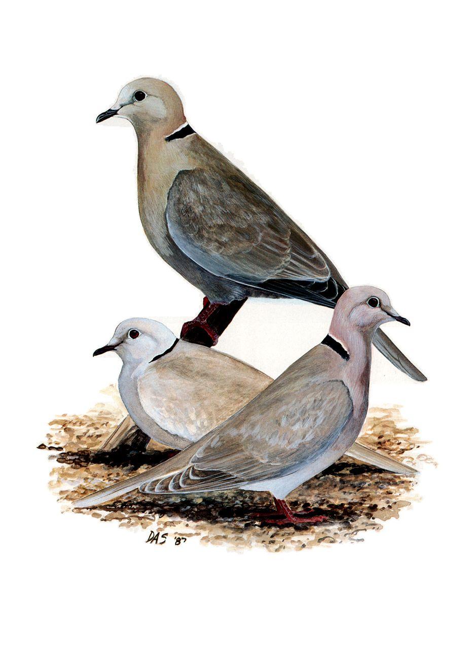 Eurasian Collared-Dove (top), domesticollared-doves (Ringed Turtle-Dove) (middle, facing left), and wim