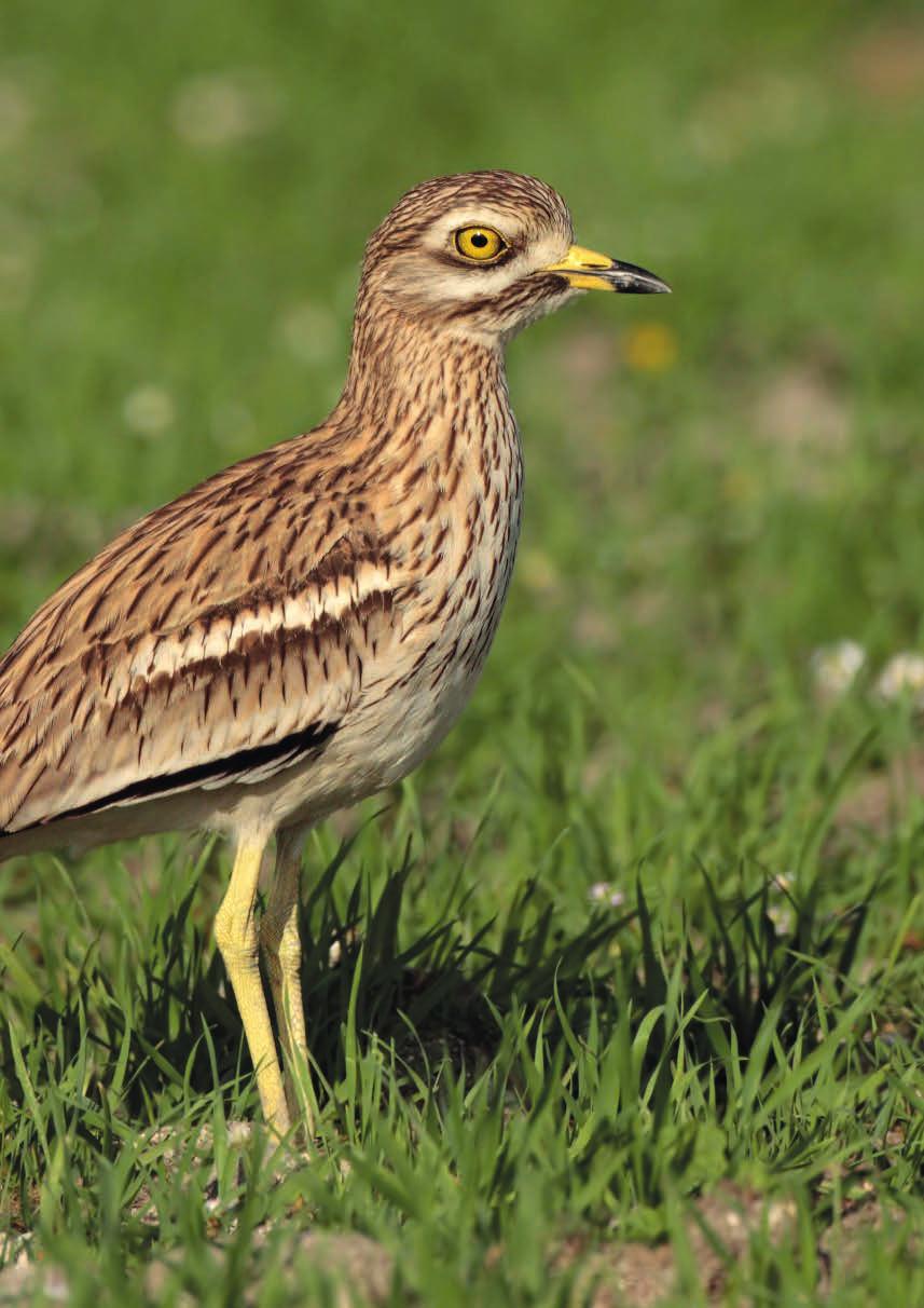 Securing the stone-curlew Summary