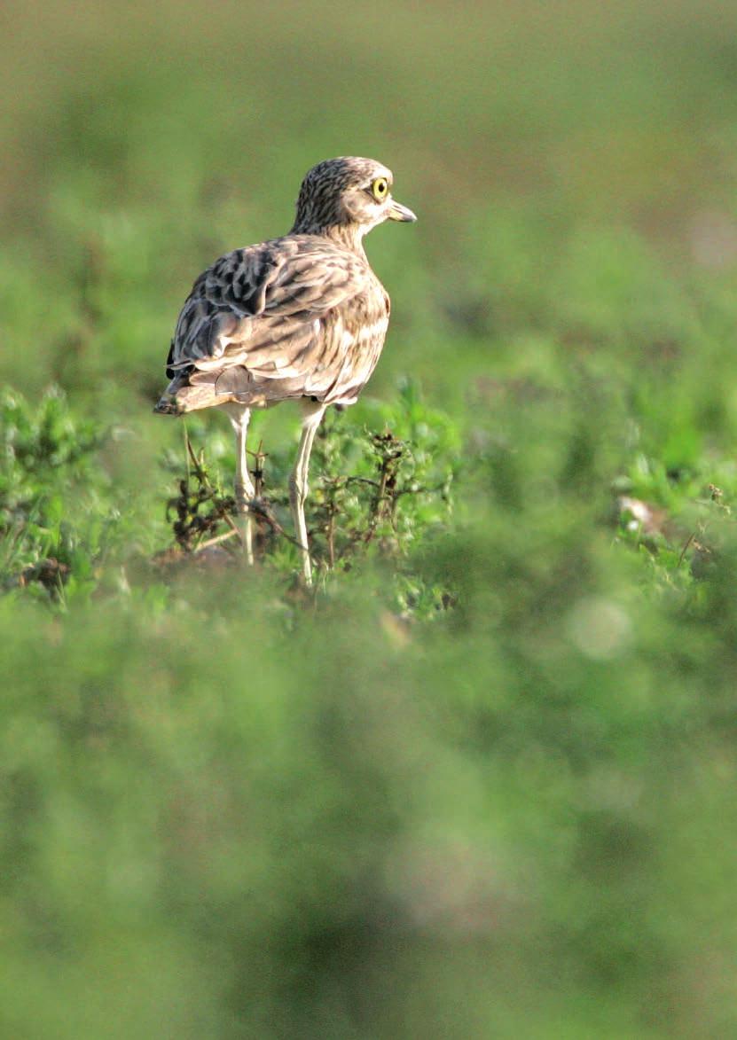 The project LIFE11INF/UK000418 Securing the future of the stone-curlew throughout its range in the UK was funded by a grant of 823,032 from the European Commission.