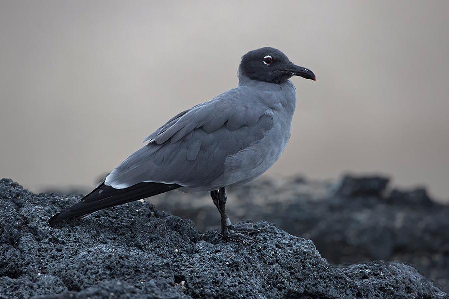 order to transfer to our yacht, which was waiting for us in a tranquil, scenic bay, we managed to pick up the following birds while doing so: a Swallowtailed Gull was loafing on the rocks (as they