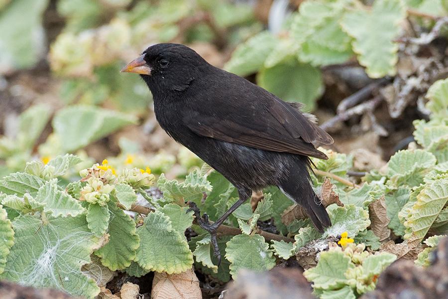 Ground-Finch, Large Cactus-Finch, Gray Warbler Finch, and Sharpbeaked Ground-Finch, (photo below), all being added to the trip list that morning.