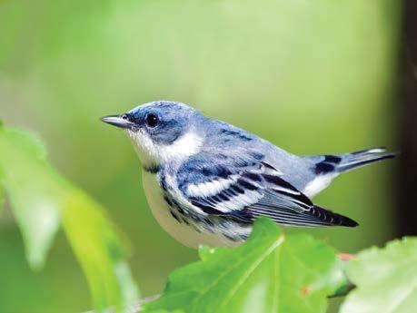 Creating a Cerulean Warbler Conservation Corridor in Colombia Conservation Status Cerulean Warblers have lost an estimated 60% of their winter habitat, which consists of montane forests in the