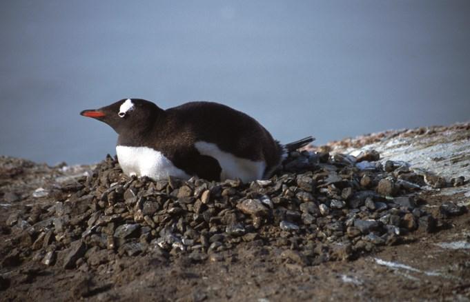 About 45% of the penguins they saw in July were plump, healthy juveniles.