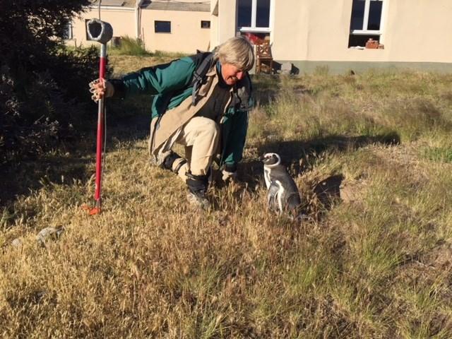 With the help of penguin keeper, John Samaras, Humboldt penguins walked across the scales so we could fine-tune the measurements.