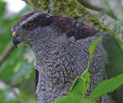 Robert Armstrong Goshawk Goshawks are birds of prey that nest and hunt in oldgrowth forest.