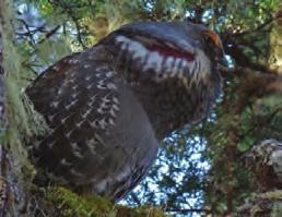 Robert Armstrong Robert Armstrong Wrangell Area Bird Profiles Sooty Grouse Sooty grouse was formerly called blue grouse, but the