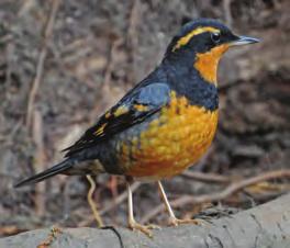 Varied thrush One sign of spring is the distinctive buzz-like call of the varied thrush.