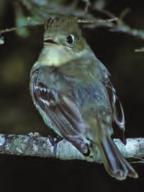 Pacific slope flycatcher The coniferous forests of Wrangell Island host Pacific slope flycatchers in the