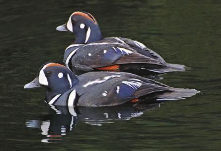 Area Bird Profiles Barrow s goldeneye ducks, along with surf, black, and