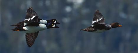 Harlequin ducks remain in Southeast Alaska year round, but are easiest to spot