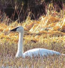Trumpeter Swan Swans are another migratory bird spotted in the spring and fall.