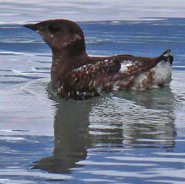 Ocean Birding Travel in Southeast Alaska often involves boating, whether riding to other communities aboard the Alaska Marine Highway system, paddling for recreation, or fishing