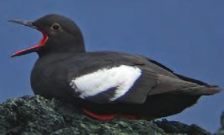 They are the only seabird to nest in trees-in Southeast Alaska, their nests have been found in old-growth trees and on the ground.