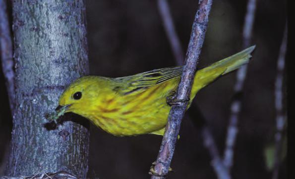 RE Johnson Robert Armstrong Yellow Warbler During the summer breeding season, the Stikine River provides access to interior deciduous forest habitats that are unusual for
