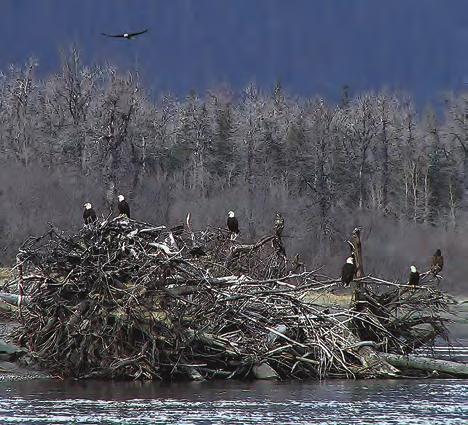 Highlights of Stikine River Birding Hooligan Run Eulachon, an oily species of smelt known locally as hooligan, return each spring to spawn in the Stikine River.