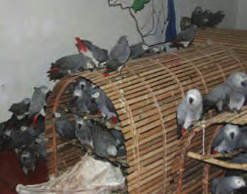 We were told the parrots were coming and then they were here. The confiscation came too late for twenty-nine birds that were dead on arrival or died shortly afterward.