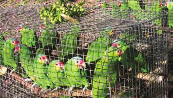 We also provided emergency assistance for 300 Amazon parrot nestlings seized from trappers.