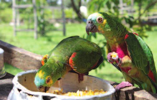 7) for the rehabilitation and release of over 250 Orange-fronted Conures (Aratinga canicularis) confiscated from poachers as chicks.
