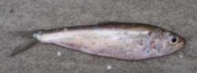shad northern anchovy surf