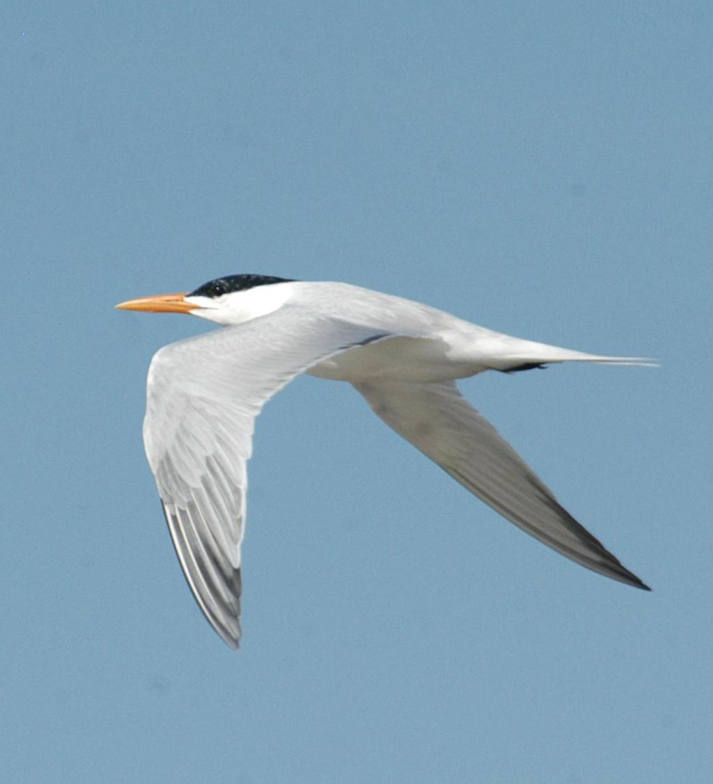 Tern - Heavier body - Shorter tail - Darker wing tips - Often
