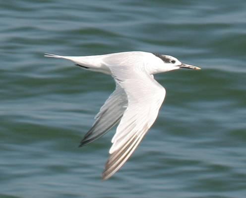 Rare Winter Terns Sandwich Tern - Similar to Forster s, but larger, longerbilled, black crest, and flight like Royal - Can be with mixed loafing flocks - Almost always beaches and ocean (not marshes)