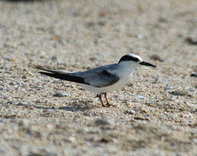 Rare Winter Terns: The Little Guys Least Tern -