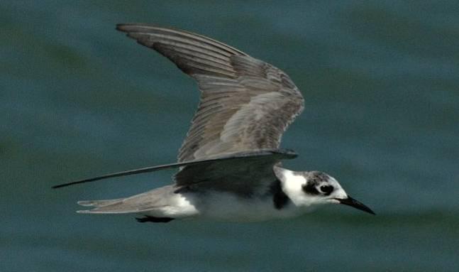 flight Black Tern - Distinct These are especially