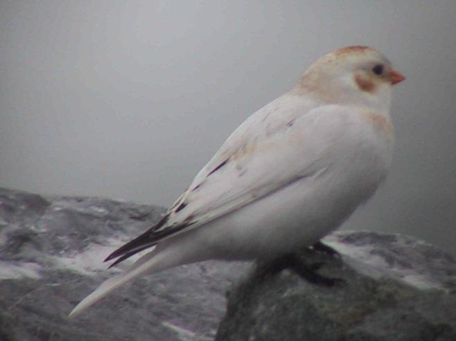 Table 1). The second record was of a male found by Kevin Louth on December 4, 2004 at the Iona Island South Jetty in Richmond.