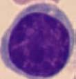 Monocytes are the most voluminous white blood cells, with a diameter of 12-18 microns and representing 3-9% of circulating leukocytes.