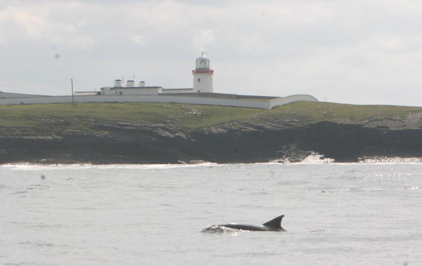 The potential of Donegal Bay as an SAC for Bottlenose Dolphins Simon Berrow Irish Whale and Dolphin
