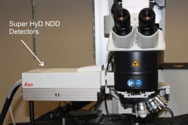 Two photomultiplier tube (PMT) detectors and two hybrid-pmt (HyD) detectors are available for conventional (single-photon) confocal microscopy.
