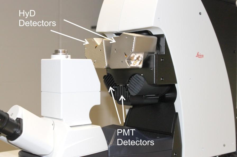 Two high-sensitivity Super HyD detectors are installed for non-descanned (multi-photon) confocal microscopy. These detectors are electrically- and liquid-cooled for decreased background.
