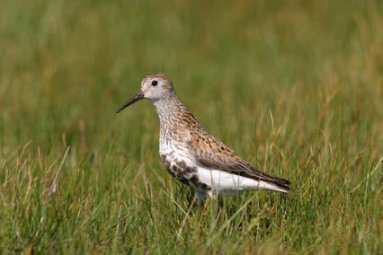 Only 25% of the breeding sites for Dunlin (Calidris alpine schinzii) remain, and for Ruff (Philomachus pugnax) only 15% of the breeding sites remain in Denmark.