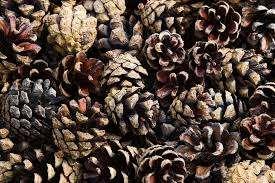 Case study 1 Inspired by nature Fir cones Repeat pattern supplied