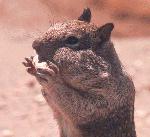 Squirrels eat a variety of fresh greens as well as seeds and dried nuts. In spring, ground squirrels prefer greens over seeds and nuts.