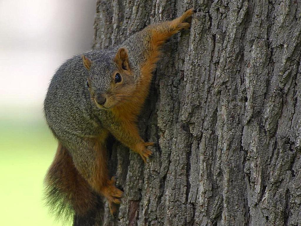 Squirrels Adaptations Have you ever wondered what the squirrels adaptations are? Squirrels Have adaptations to help them survive. Squirrels have 2 sharp front teeth to eat and crack hard food open.