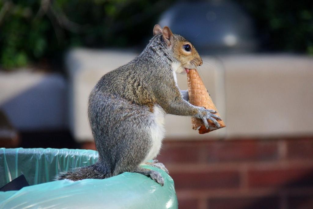 Squirrels Appetite Nibble nibble Squirrels eat food to get energy to help them survive. Squirrels are omnivores or animals that eat plants and meat. Nuts give them more energy than most food they eat.