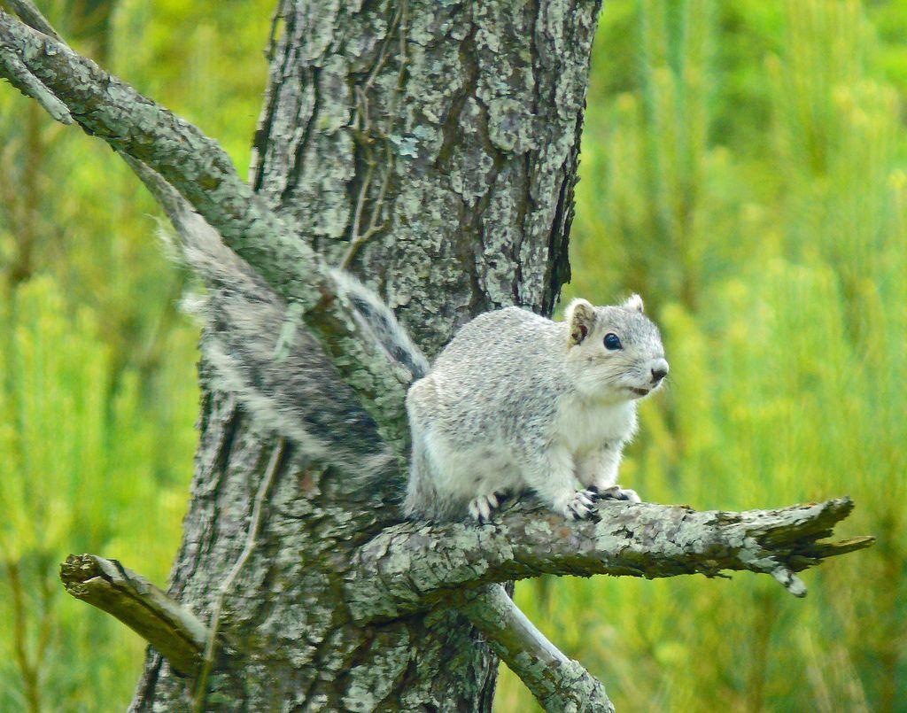 Squirrels Home Do you know were a squirrel lives? Squirrels live in an important habitats to survive. Squirrels live in north america. They live in trees and forests.