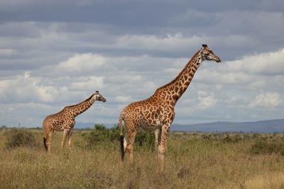 May 2014 Maasai Giraffe;  May
