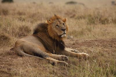 Male Lion; Nairobi