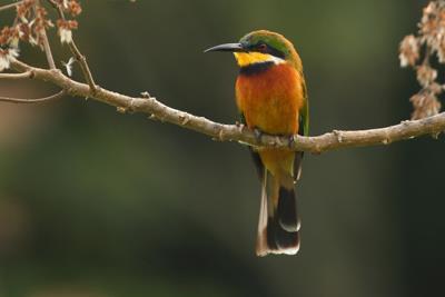 Cinnamon-chested Bee-eater;