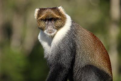 May 2014 Syke s Monkey;