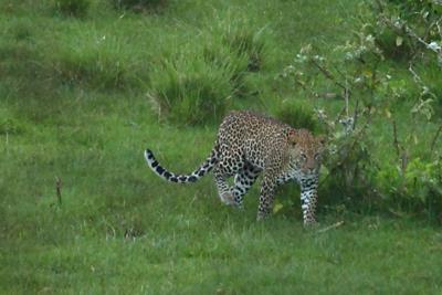 12 th May 2014 Leopard;  12